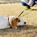 犬が散歩で『もう歩…
