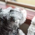 犬が飼い主の外出時…