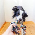 犬がすぐに飽きてし…