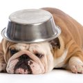 犬がご飯の器を『ひ…