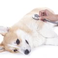 冬本番。愛犬のヒー…