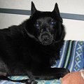 犬の尻尾の役割って？