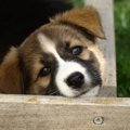 愛犬の体のしこりや…