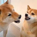 犬が『いつも優しい…