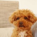 犬に対してイライラ…
