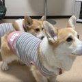 遊んで欲しいのに・…