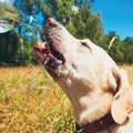 犬が夏に陥りがちな…