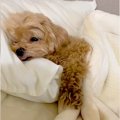 犬の寝起きを観察し…