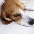 歩けないほどの痛さ…
