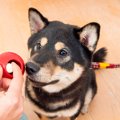 犬は「知育玩具」で…