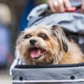 犬の飼い主が他人に…