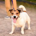 ありえない！犬を捨…