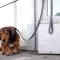 犬との関係性が悪化…