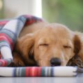 犬は『気温』で体調…