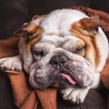 犬の顔が腫れる原因…