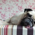 犬が舌を出しっぱな…