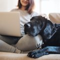 愛犬が『体を預けて…