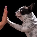 犬は『左利きが多い…