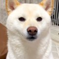 犬を撫でるの『突然…