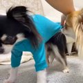 犬たちに『新しく届…