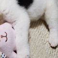 犬の譲渡会で震える…
