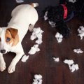 犬のイタズラにうん…