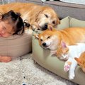 新しい『犬用ベッド…