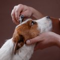 犬のブラッシングを…