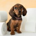 犬は『トイレの仕草…