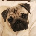 【Laylaの個別リーデ…
