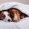 なぜ犬には『布団好…