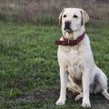 犬がいつもと違う座…