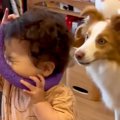 犬のおもちゃで遊ぶ…