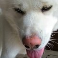 犬あるあるかも？飼…
