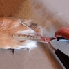 自宅トリミングで足…