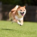 犬が『急にダッシュ…