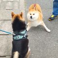 犬が散歩中『お友達…