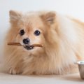 犬がご飯を好き嫌い…