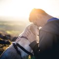 犬は無条件に人間を…