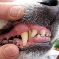 犬の『口腔内トラブ…