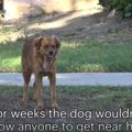 ビビり過ぎな犬を連…