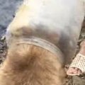小川のほとりでフラ…