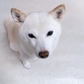 犬を『苦しめる』飼…