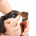 犬の口臭がひどい！…