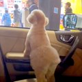 車に乗ってパパを迎…