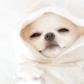 犬が寝てばかりいる5…
