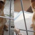 豆柴が子犬→成犬にな…