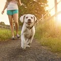「ダメ犬」「悪い犬…