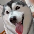 ハスキー犬の兄弟が…