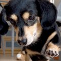 食べ物から目を離さ…